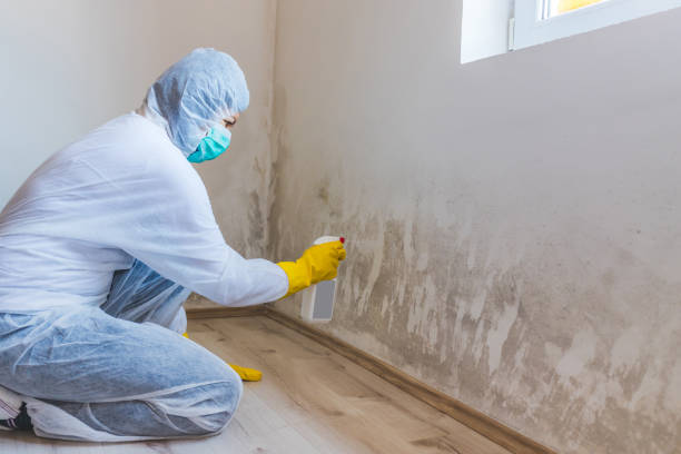 Licensed Basement Mold Remediation service in Columbus, NJ - WQB Mold Removal