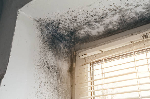 Affordable Basement Mold Remediation solutions in Columbus, NJ